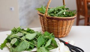 Коприва /Urtica dioica/