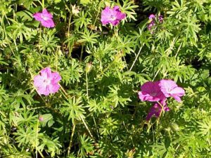 Кръвен здравец /Geranium sanguineum L./