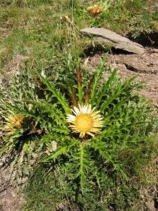 Решетка /Carlina acanthifolia all./