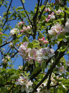 Киселица /Malus sylvestris/