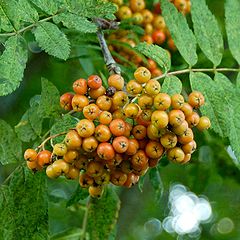 Офика /Sorbus aucuparia/