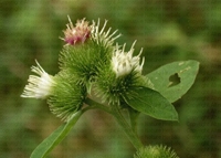 Репей /Arctium lappa/